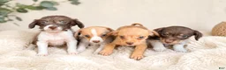 Chihuahua dogs for sale: Bentley - Ad 2