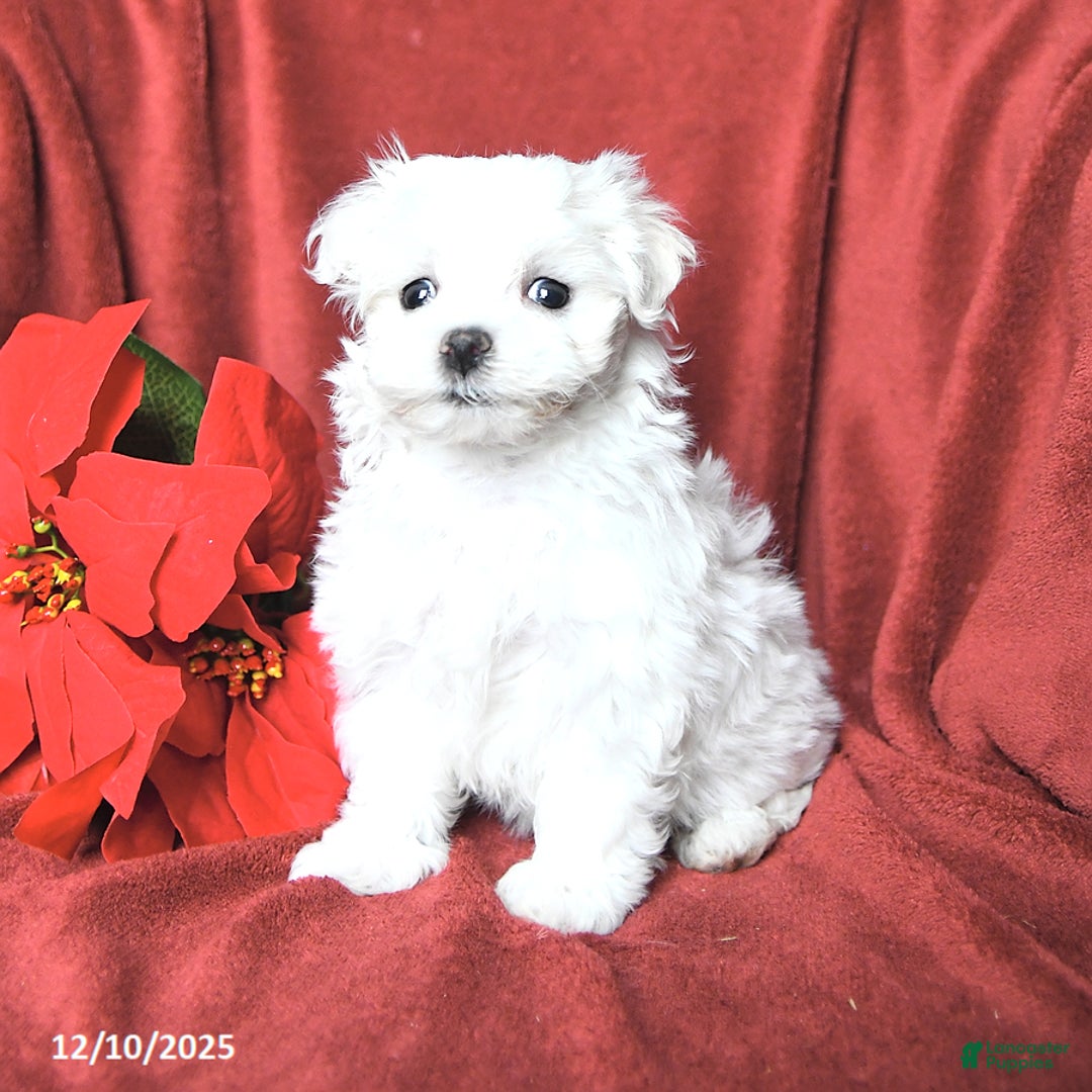 Maltese dogs for sale: Joy - Ad 3