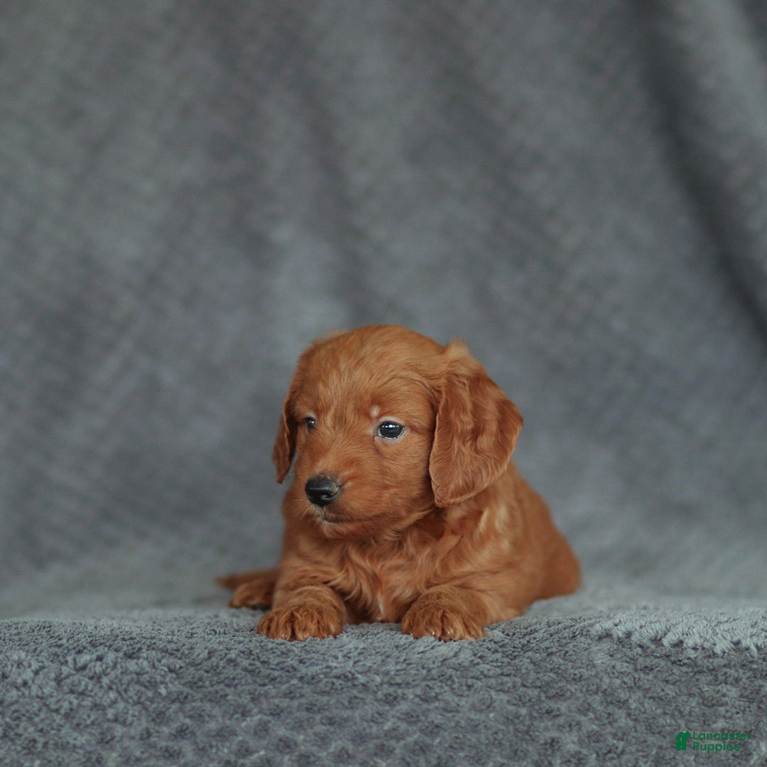 Mini Goldendoodle dogs for sale: Robin - Ad 4