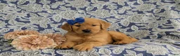 Golden Retriever dogs for sale: Zahara AKC Reg - Ad 5
