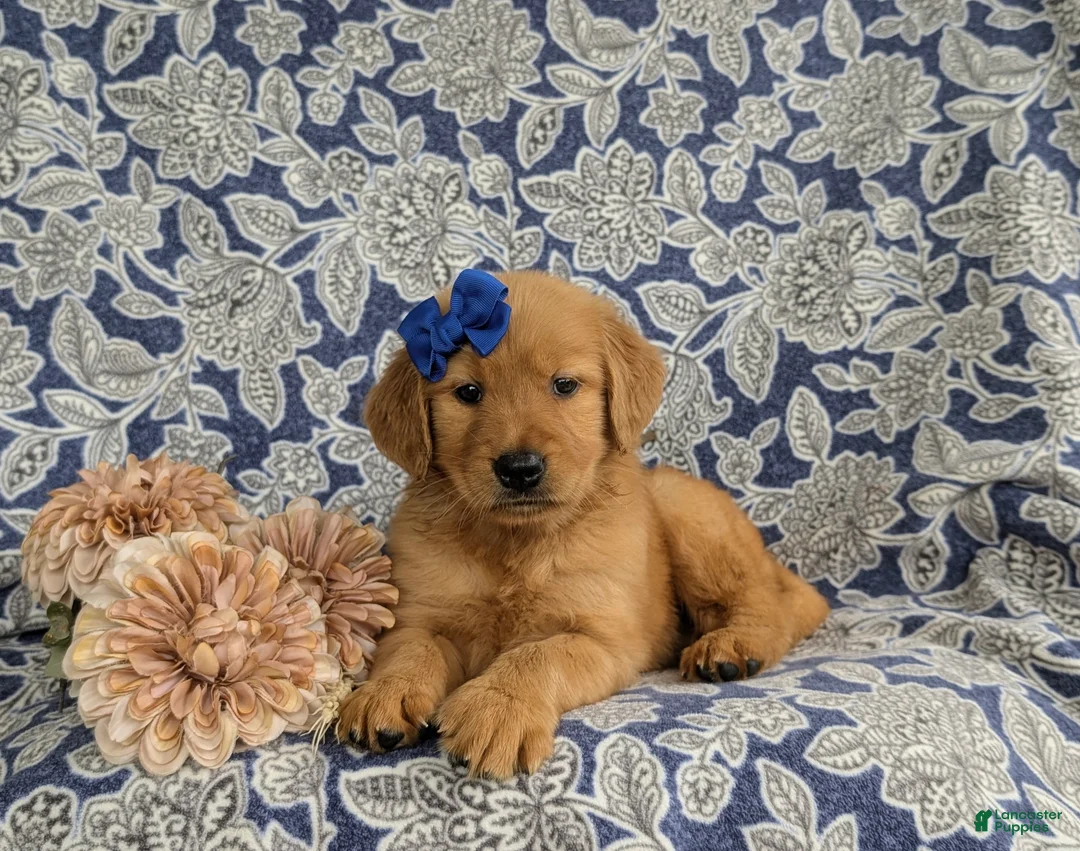 Golden Retriever dogs for sale: Zahara AKC Reg - Ad 5