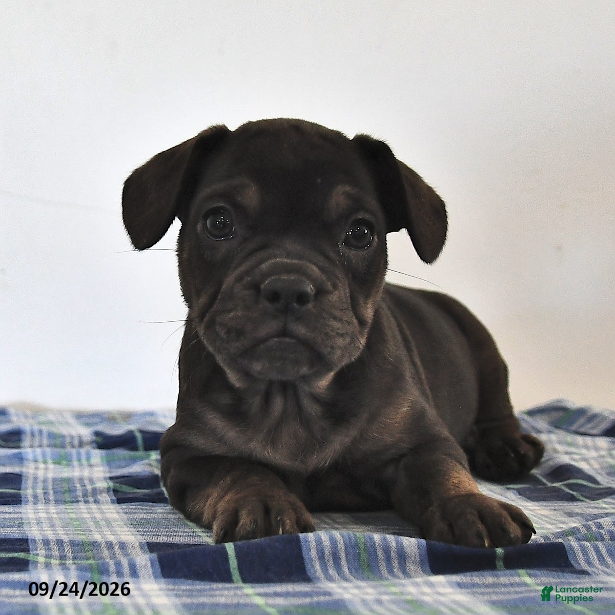 Mixed Breed dogs Lola - Ad 1
