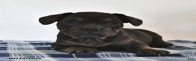 Lola