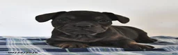 Mixed Breed dogs for sale: Lola - Ad 1
