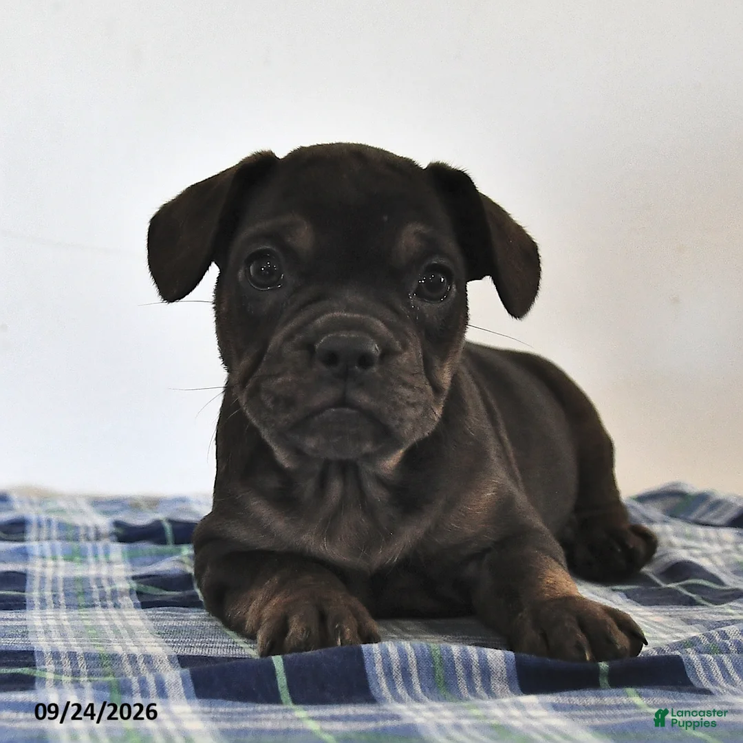 Mixed Breed dogs for sale: Lola - Ad 1