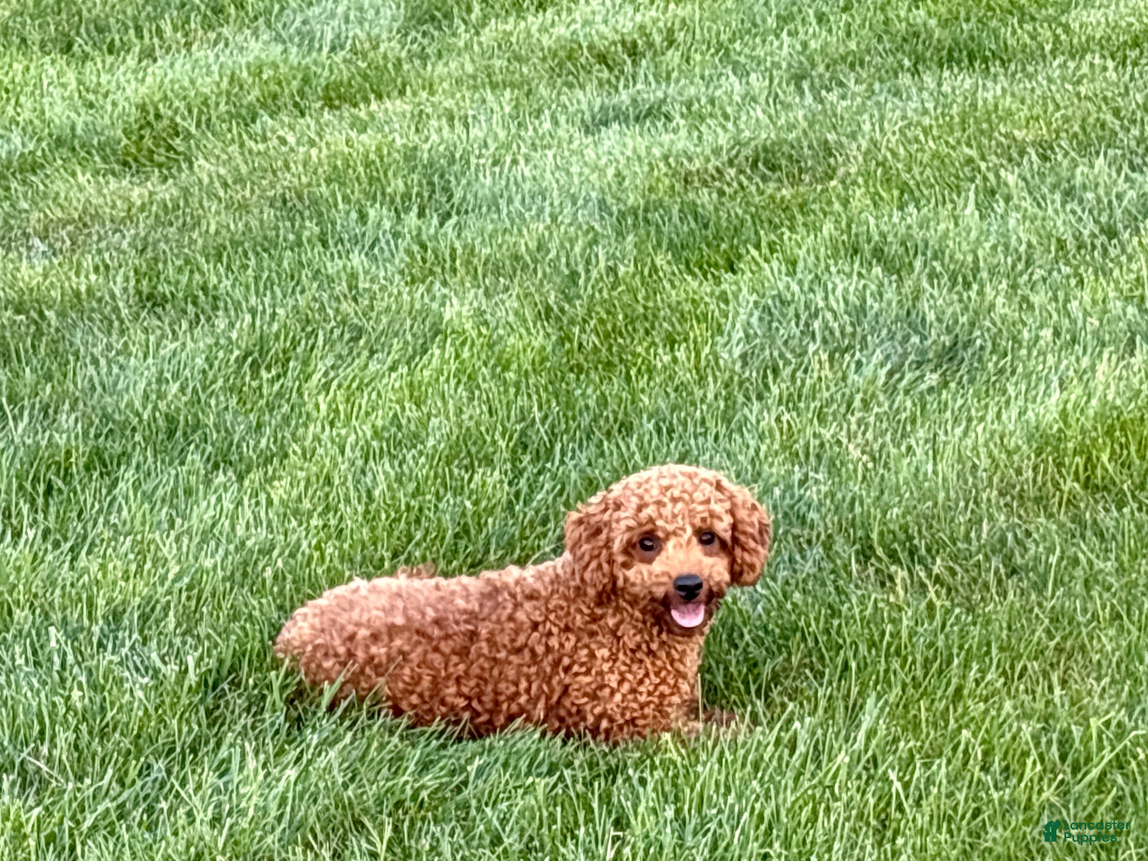 Cavapoo dogs Charlie - Ad 2