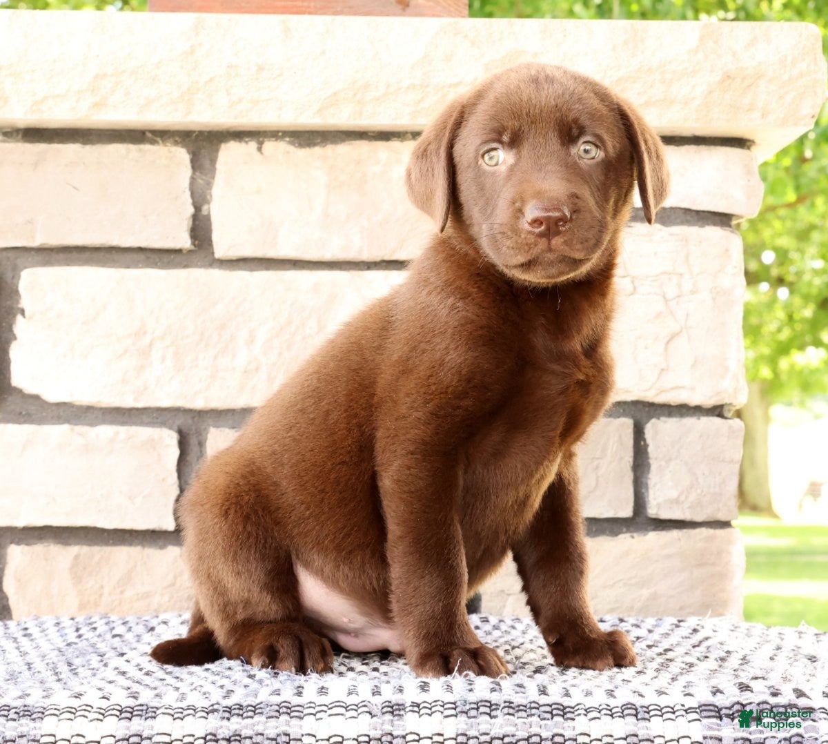 Labrador Retriever dogs Roger - Ad 1