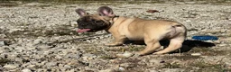 French Bulldog dogs for sale: Pete - Ad 2