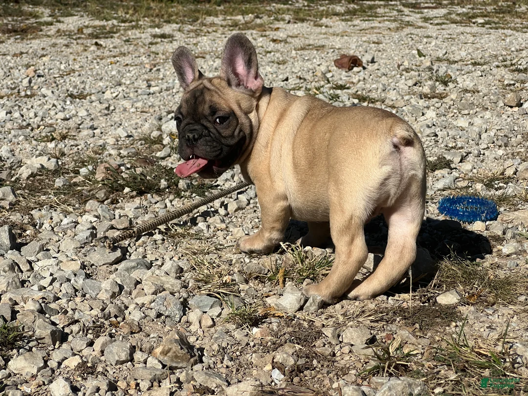 French Bulldog dogs for sale: Pete - Ad 2