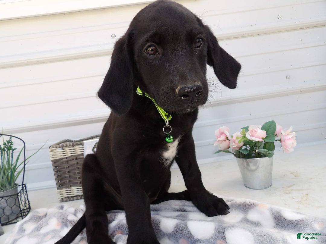 Gallery Image {{count}}