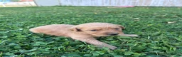 Golden Retriever dogs for sale: Duke (green) - Ad 8