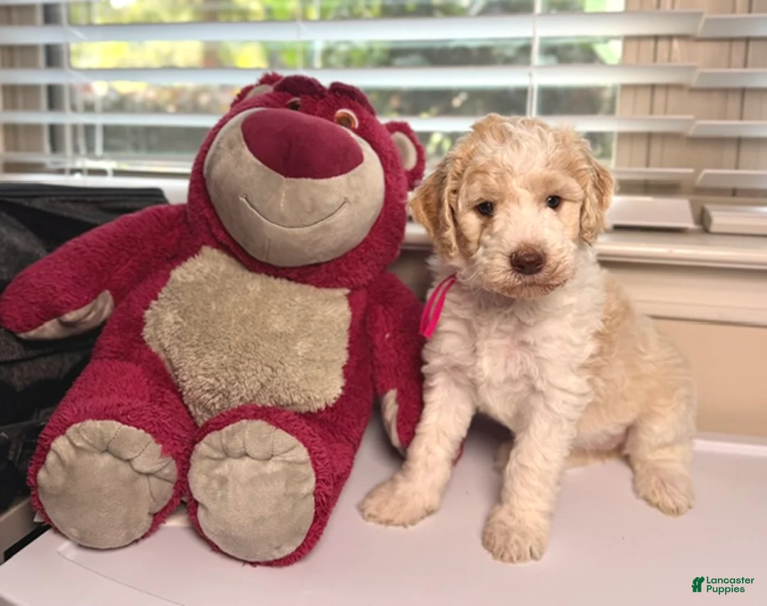 Mixed Breed dogs for sale: 🩷Barbie  - Ad 2