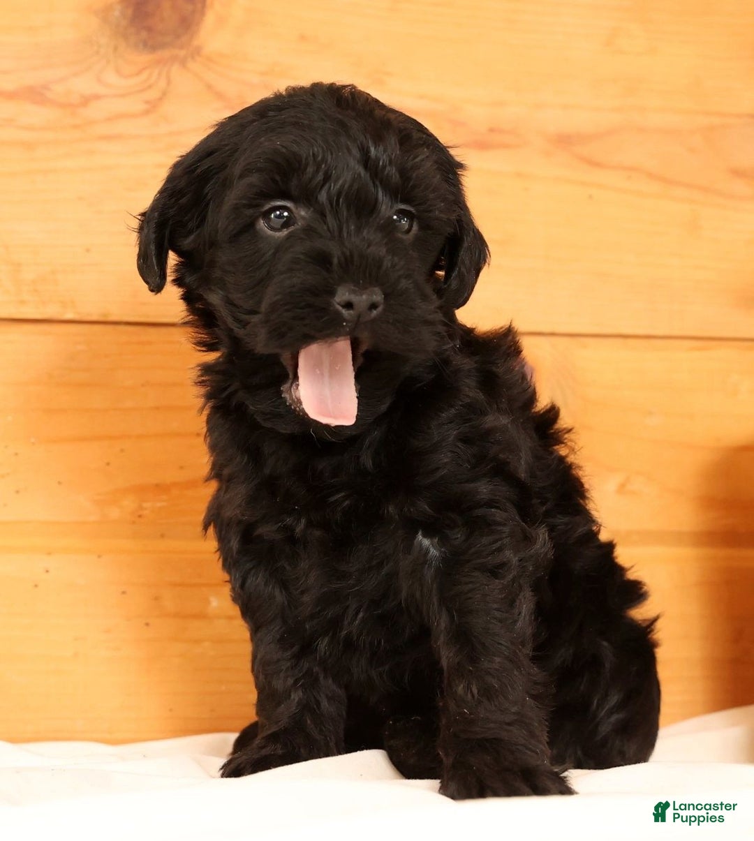 Yorkiepoo dogs for sale: Dex - Ad 9