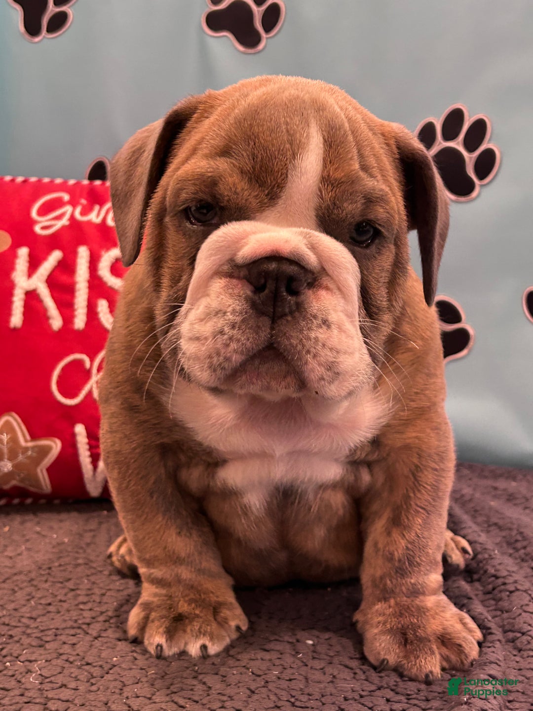 English Bulldog dogs for sale: LEO - Ad 12