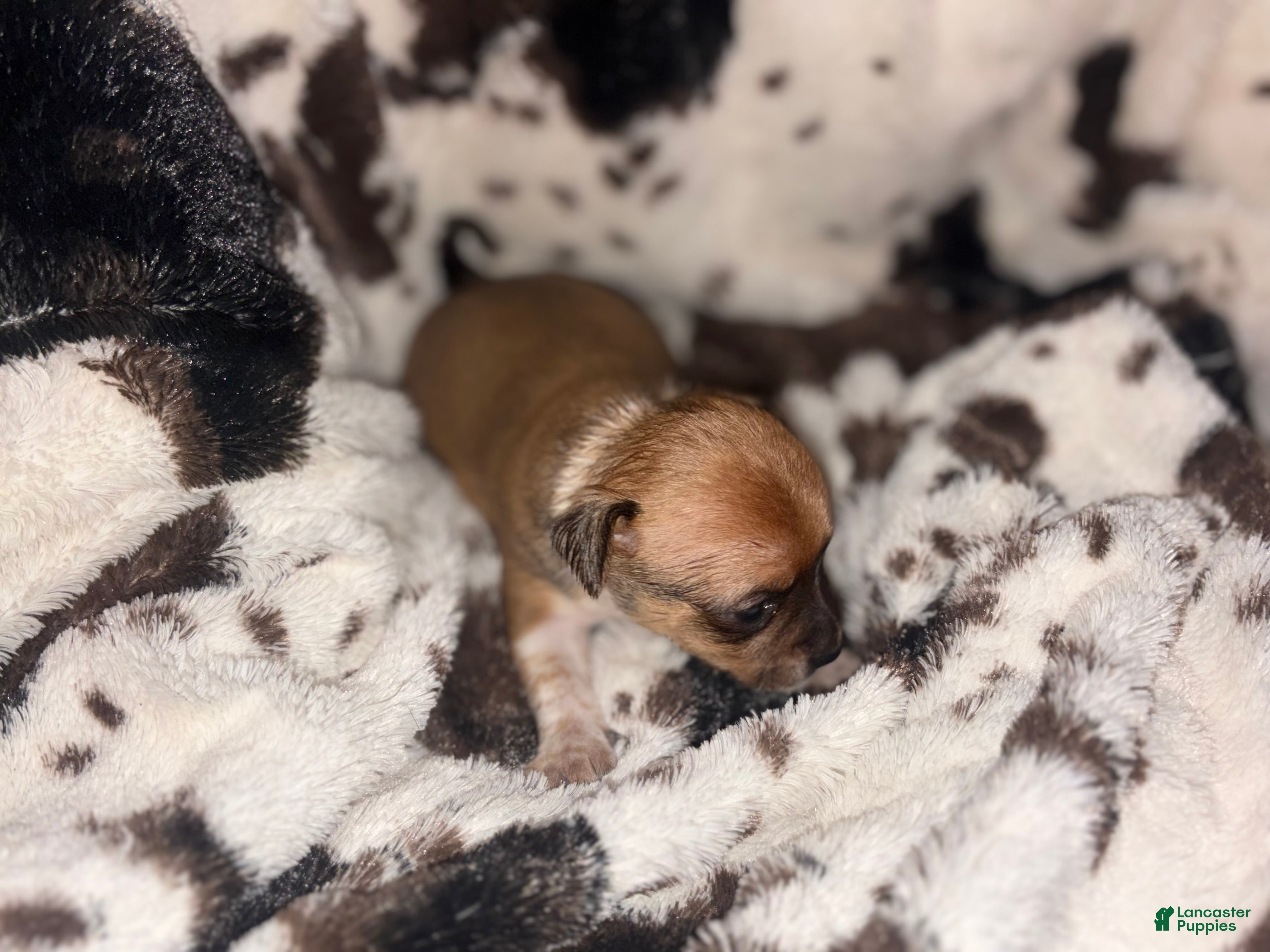 Chihuahua dogs Trix - Ad 1
