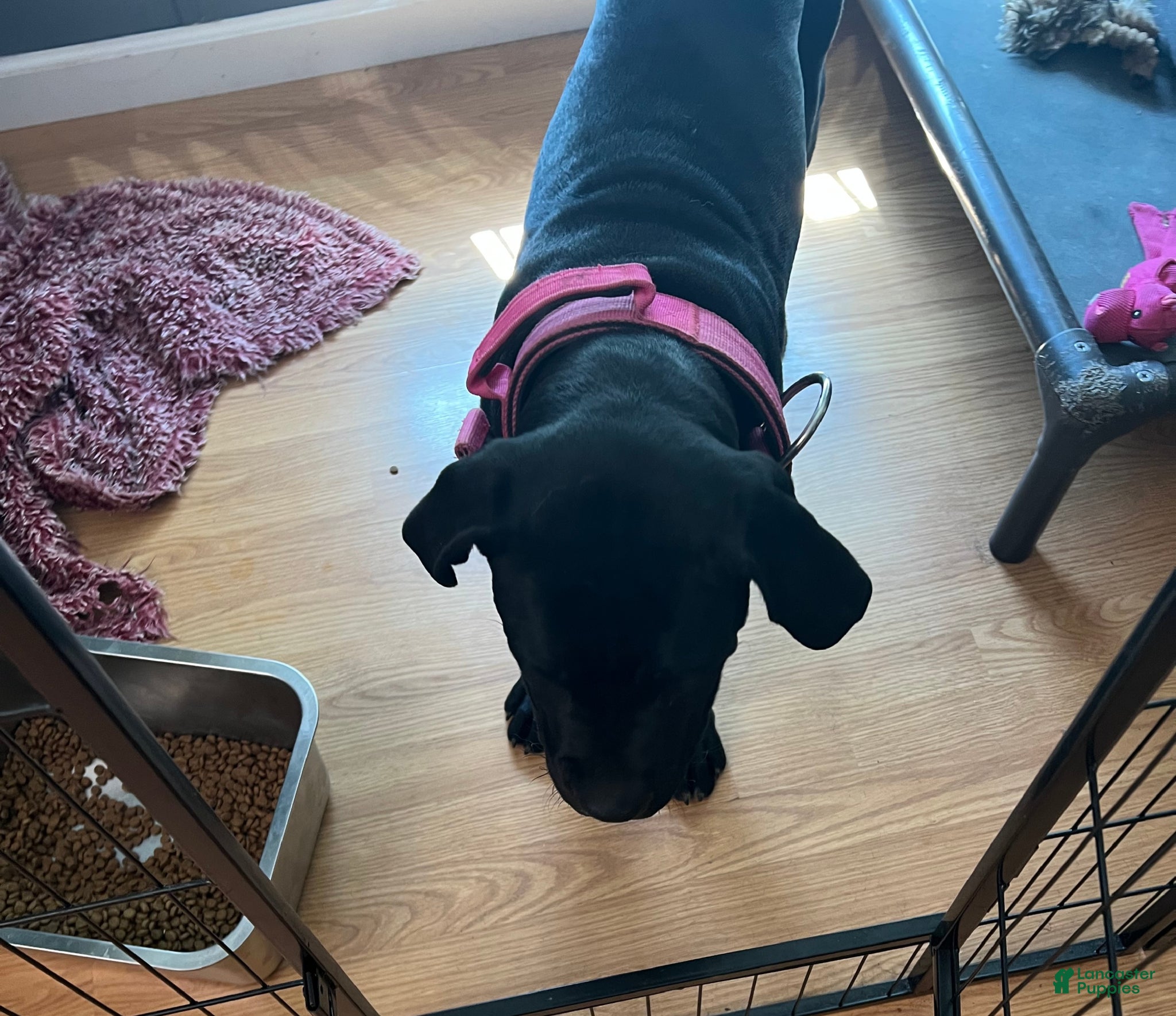 Cane Corso dogs Cane Corso Puppy 2 - Ad 2