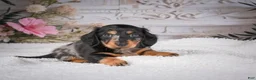 Miniature Dachshund dogs for sale: AKC-Mason - Ad 4
