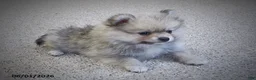 Pomeranian dogs for sale: Randy - Ad 3