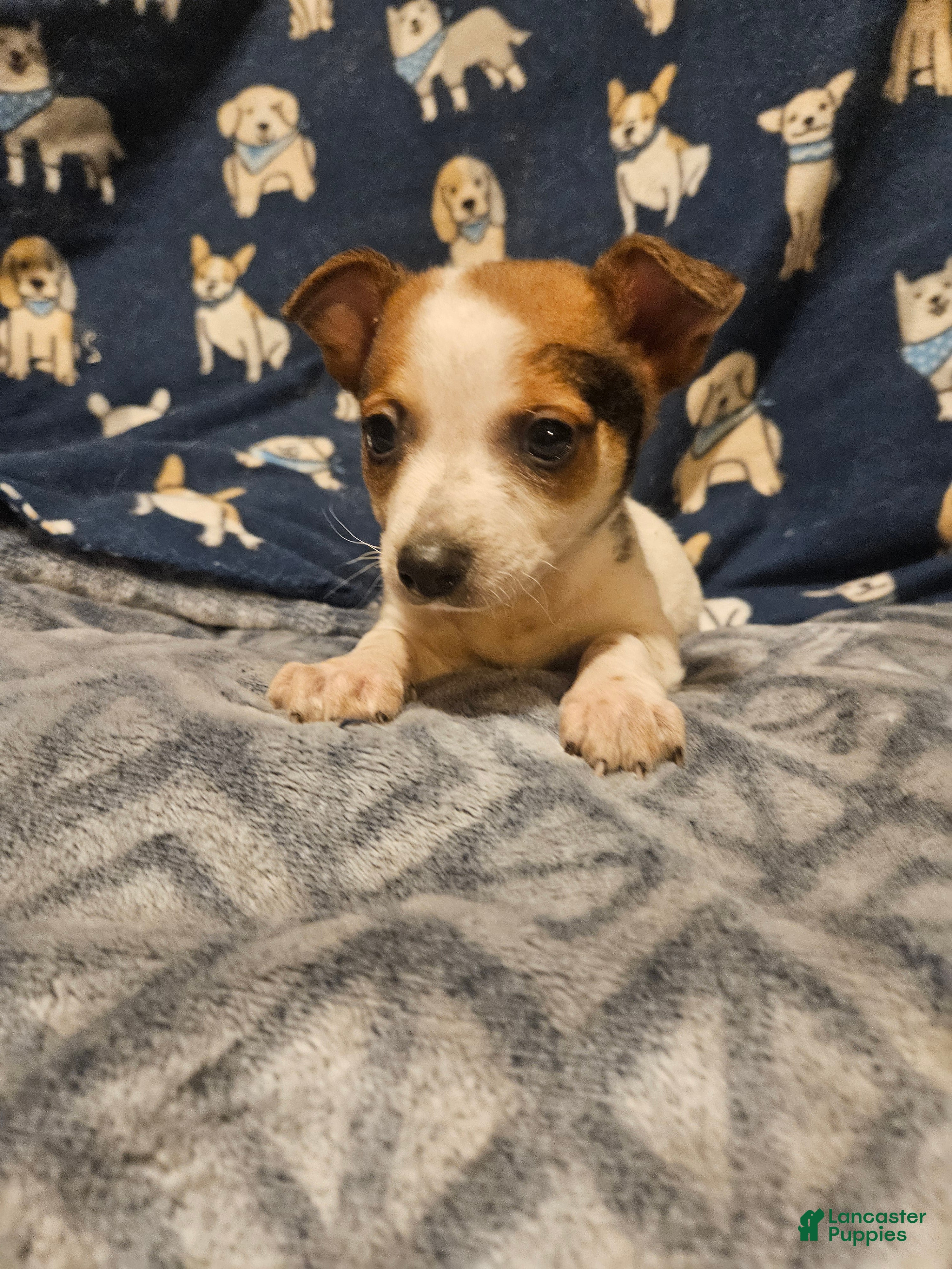 Chihuahua dogs Chihuahua Puppy 1 - Ad 15