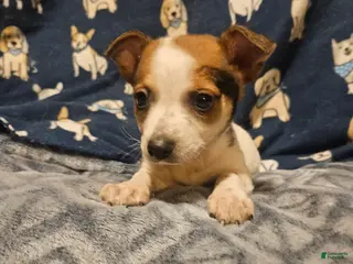 Chihuahua dogs Chihuahua Puppy 1 - Ad 15