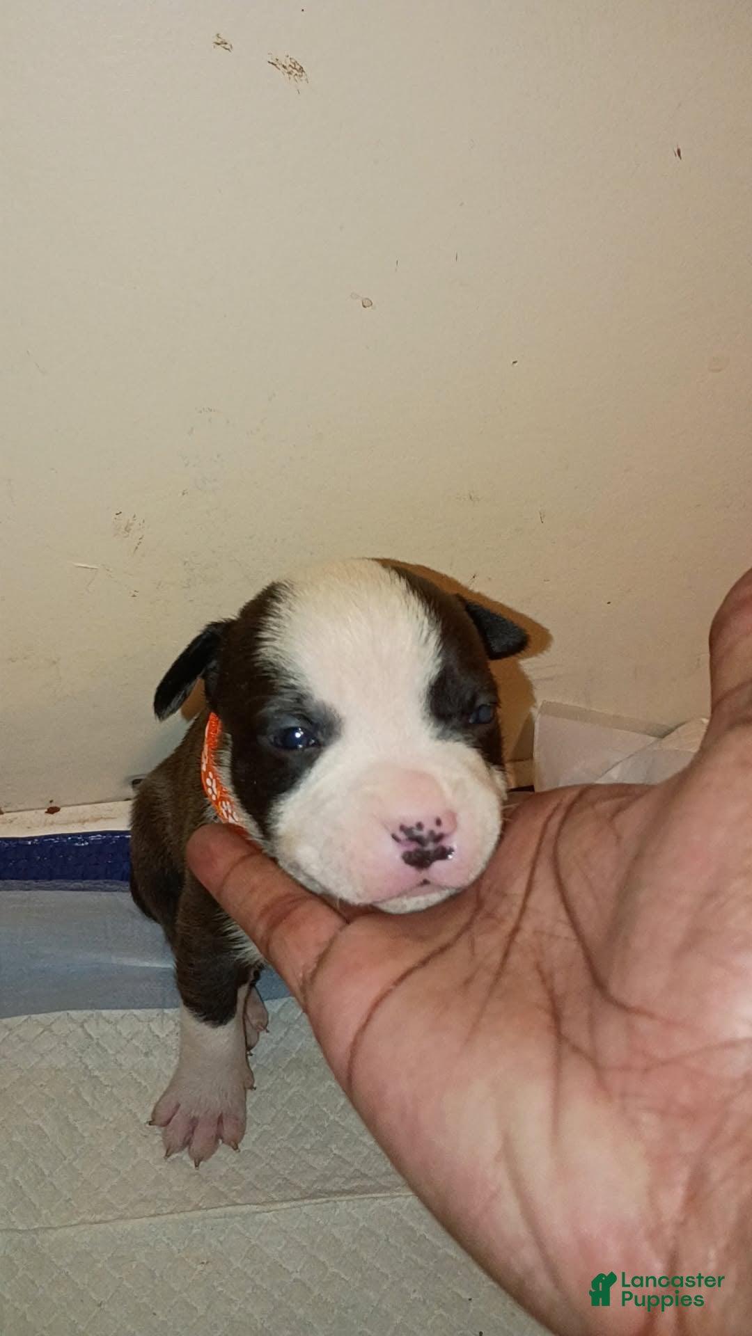 Mixed Breed dogs Mixed Breed Puppy 2 - Ad 21