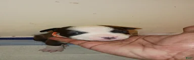 Mixed Breed Puppy 2