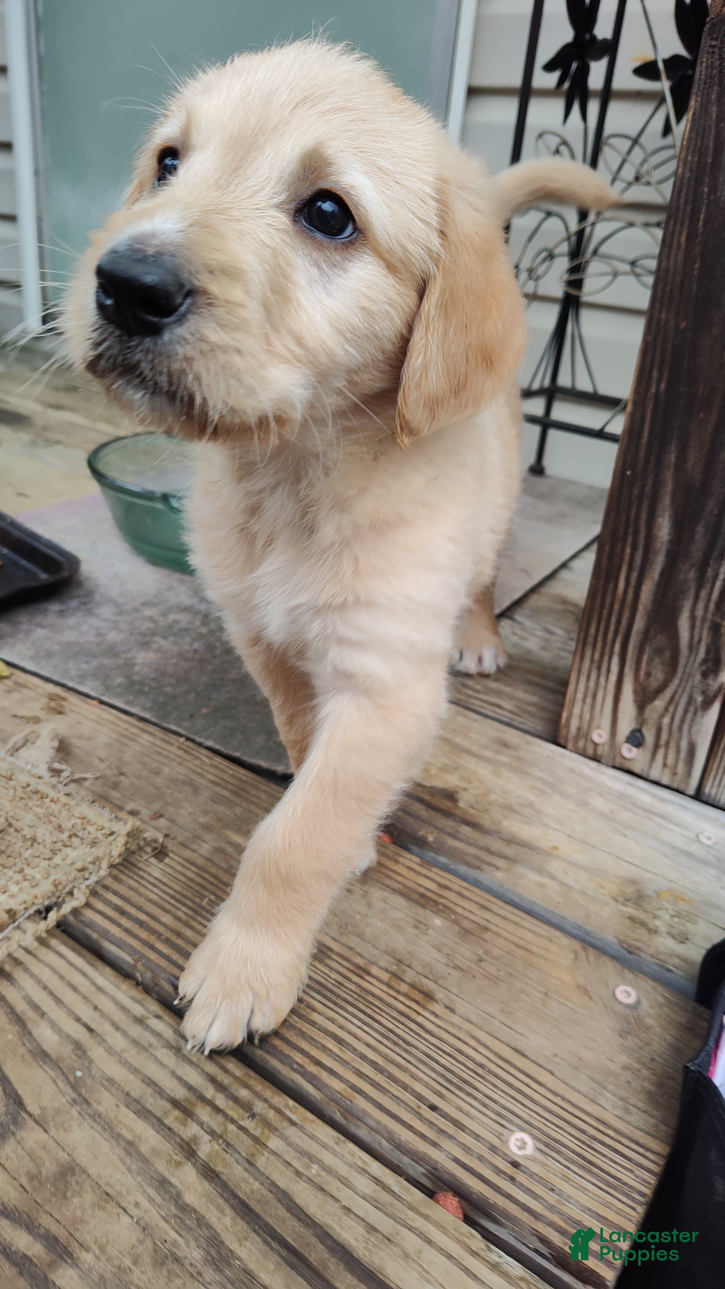 Labradoodle dogs Labradoodle Puppy 8 - Ad 10