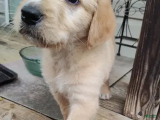 Labradoodle dogs Labradoodle Puppy 8 - Ad 5