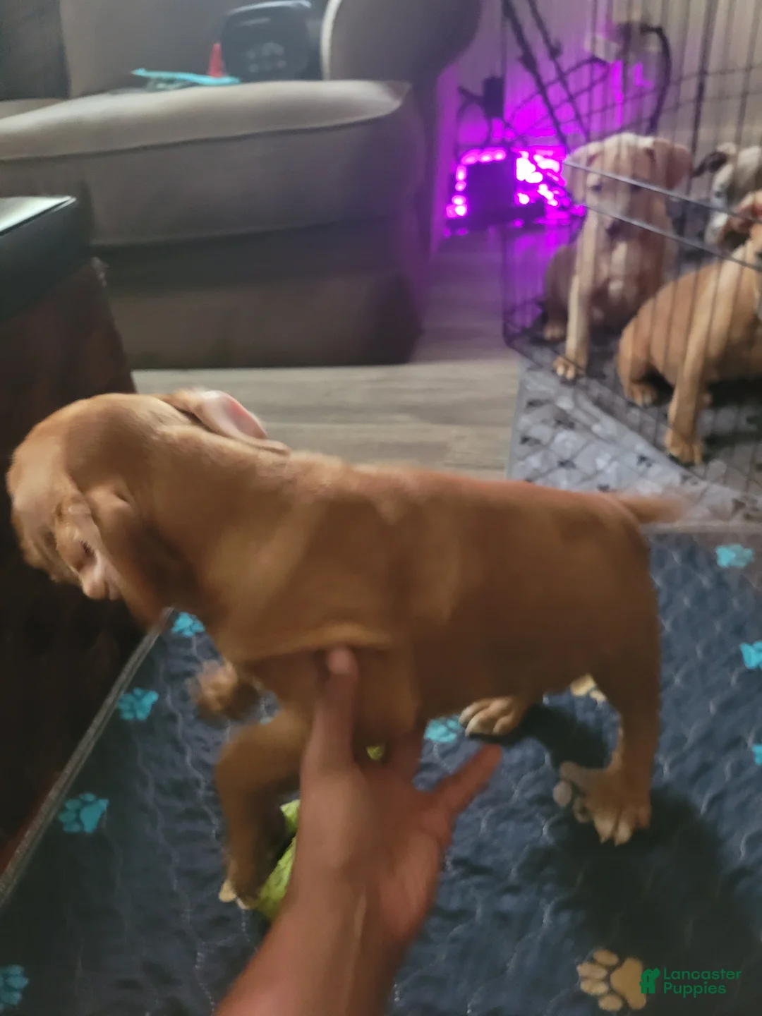 American Pit Bull Terrier dogs for sale: Speedy - Ad 2
