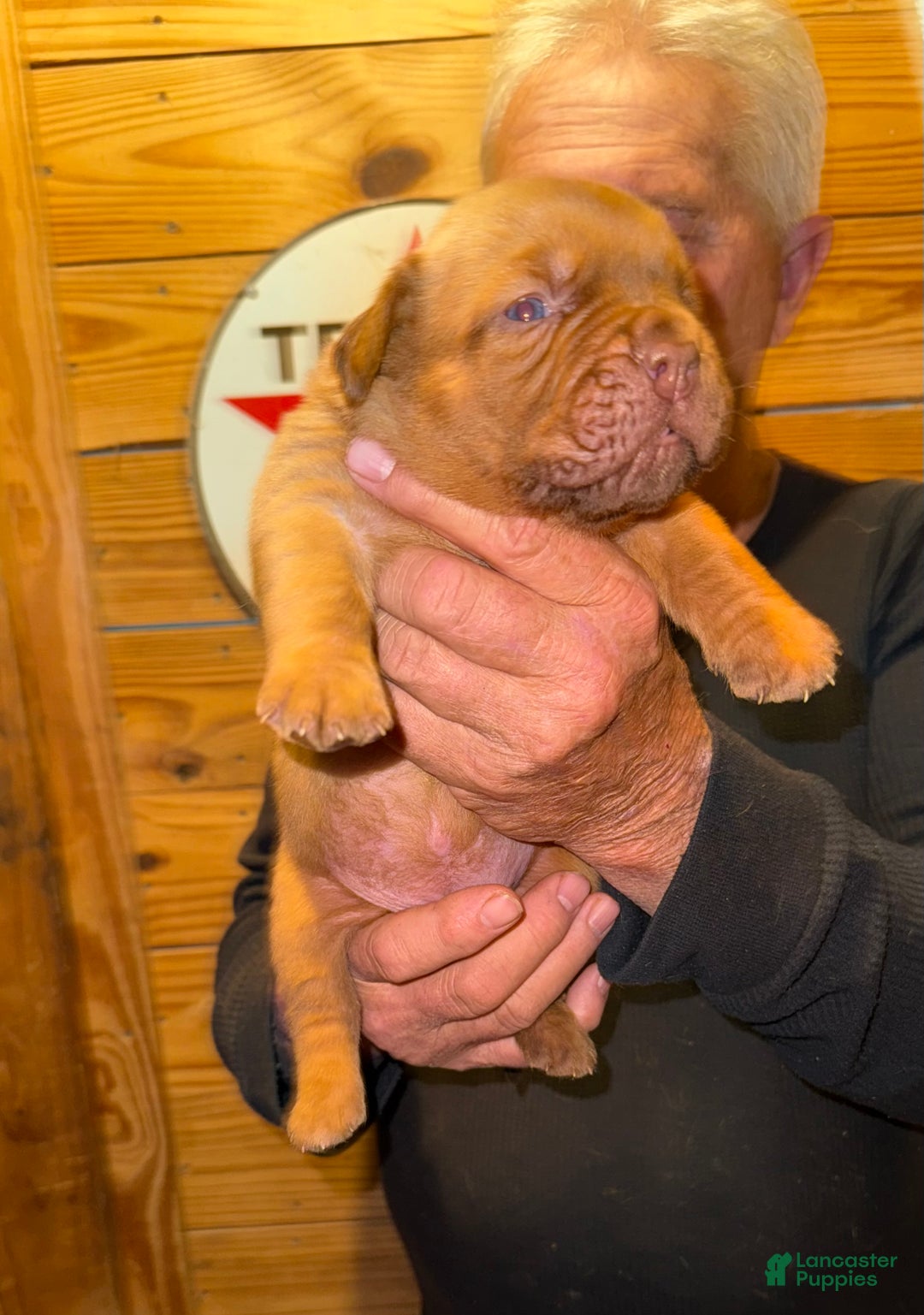 Dogue De Bordeaux dogs for sale: Dogue De Bordeaux Puppy 1 - Ad 8