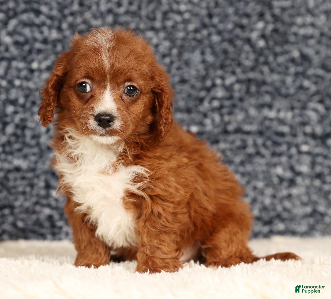 Cavapoo dogs for sale: Duane - Ad 6