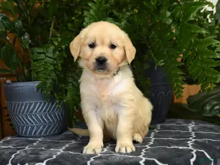 Golden Retriever dogs for sale: Harper - Ad 4