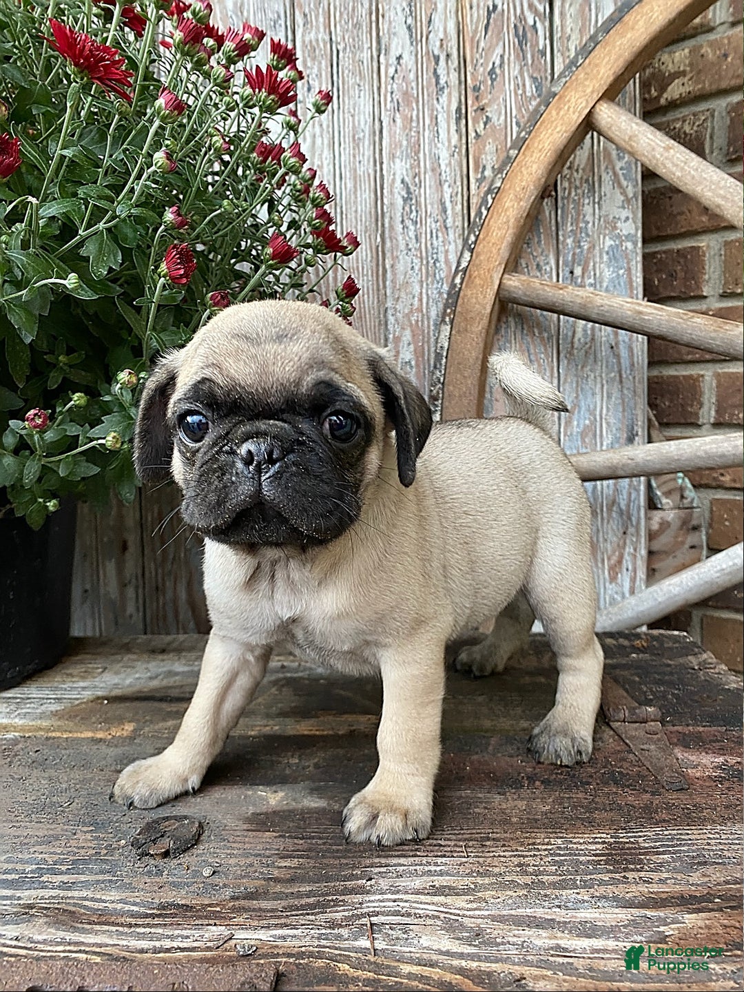 Gallery Image {{count}}