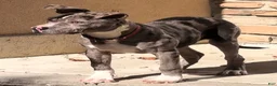 American Bully dogs for sale: SZA / BLUE MERLE PUP - Ad 2