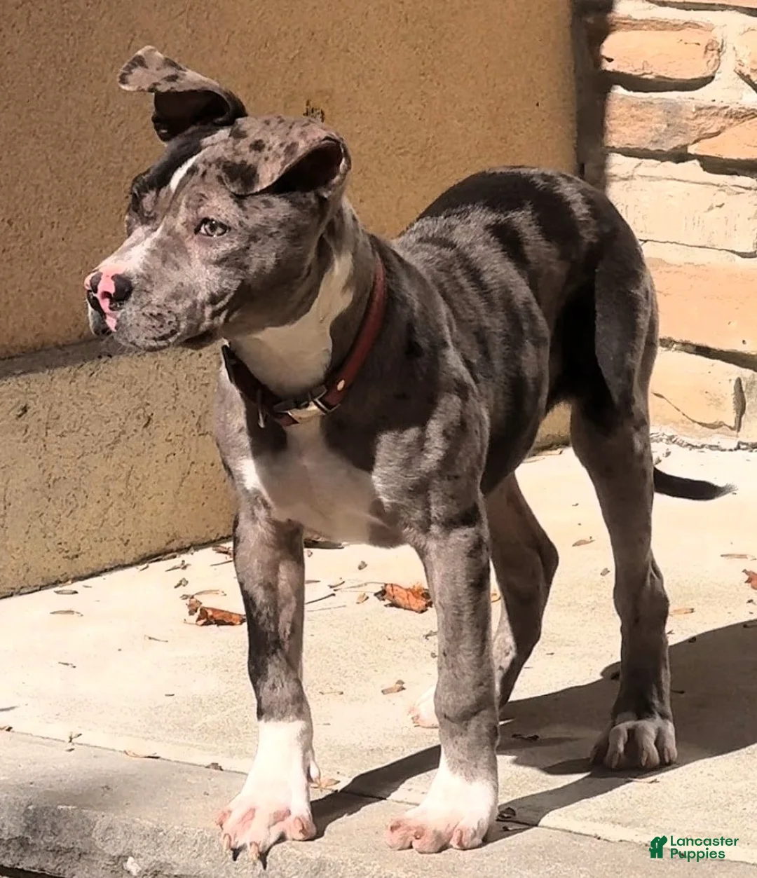 American Bully dogs for sale: SZA / BLUE MERLE PUP - Ad 2