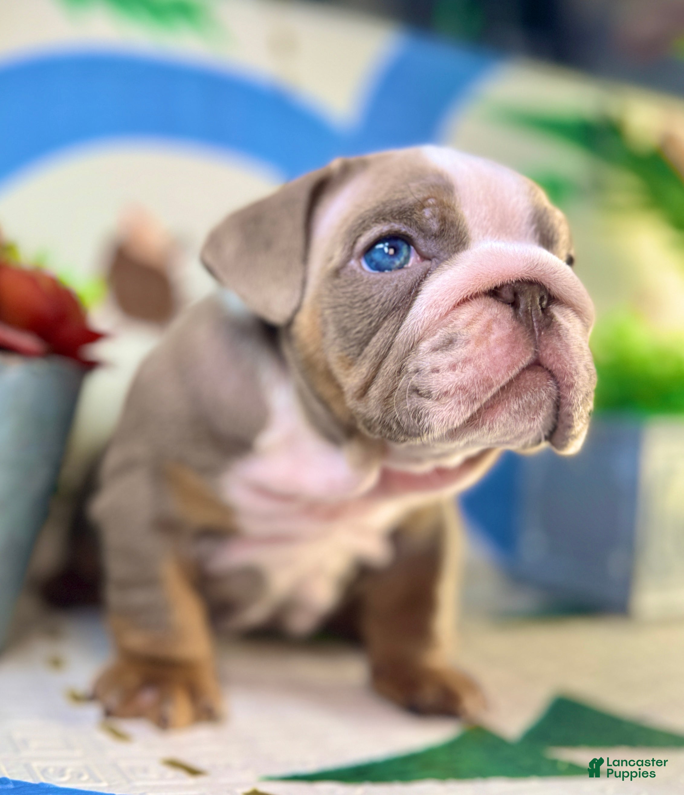 English Bulldog dogs London - Ad 33