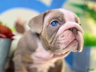 English Bulldog dogs London - Ad 33