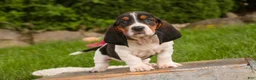Basset Hound dogs for sale: Morgan - Ad 4
