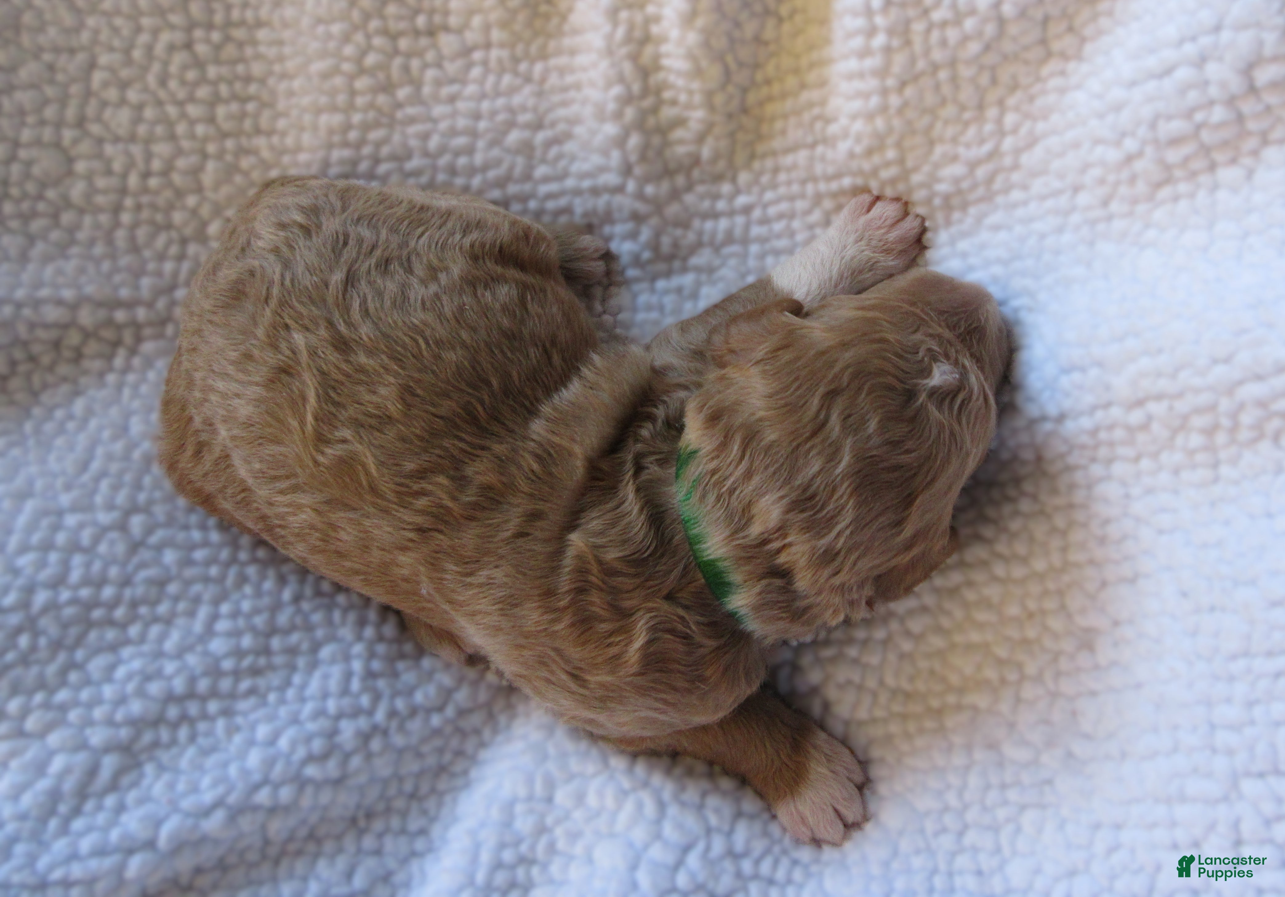 Goldendoodle dogs for sale: Green collar - Ad 3