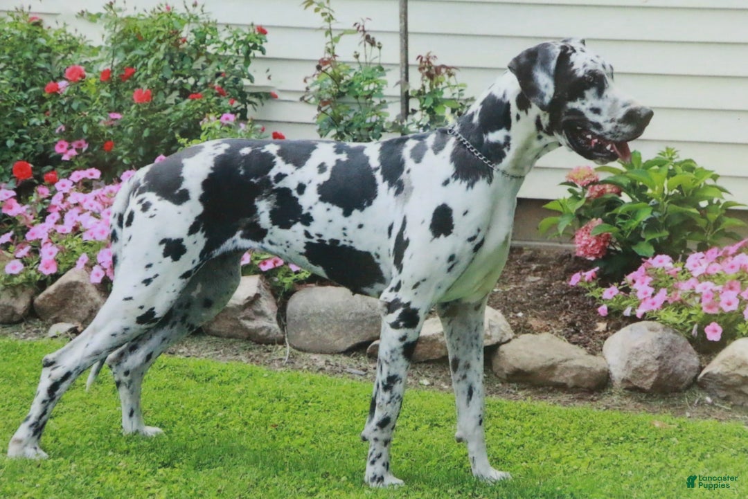 Great Dane dogs for sale: Percy - Ad 10