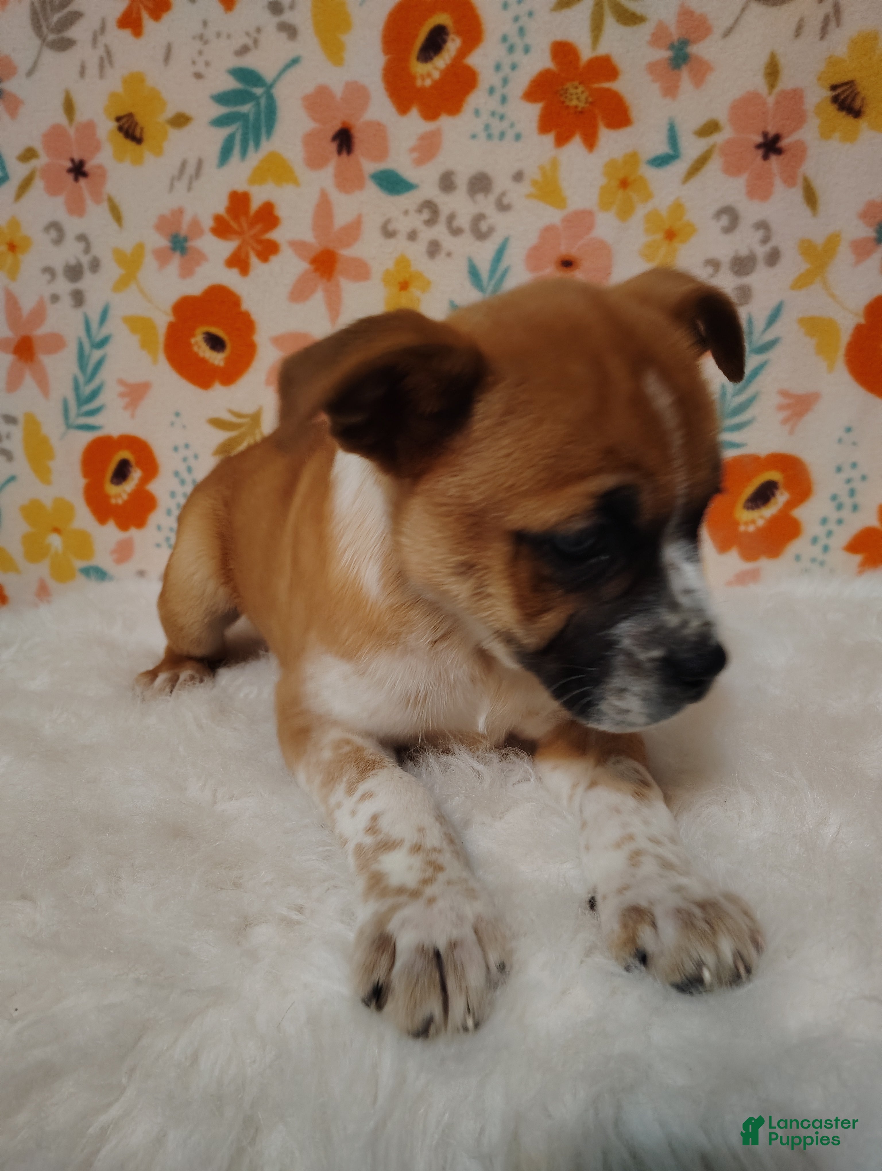 Mixed Breed dogs Amelia - Ad 1