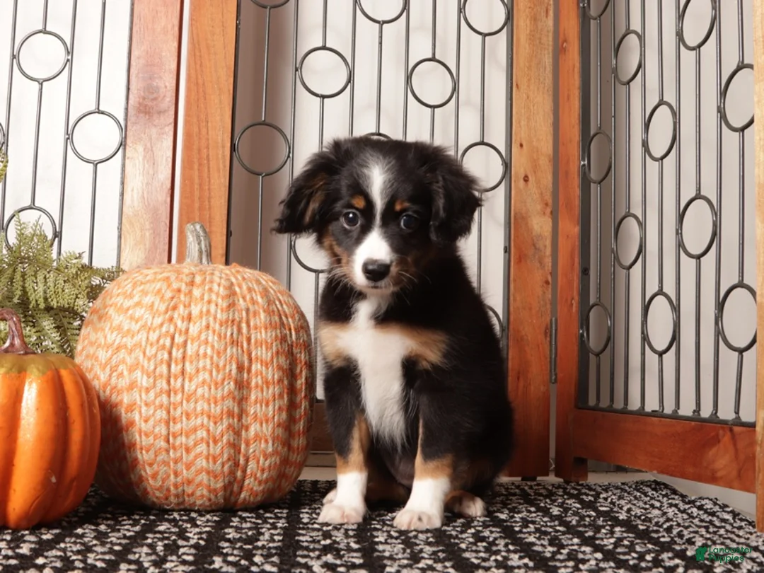 Miniature Australian Shepherd dogs for sale: Elm - Mini Aussie  - Ad 3