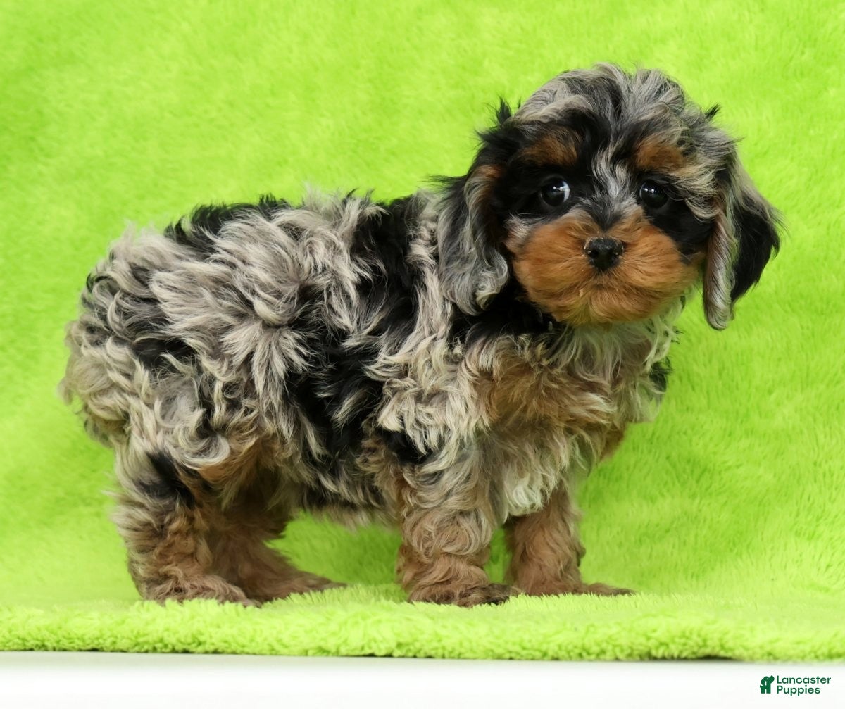 Cockapoo dogs Nebula - Ad 2