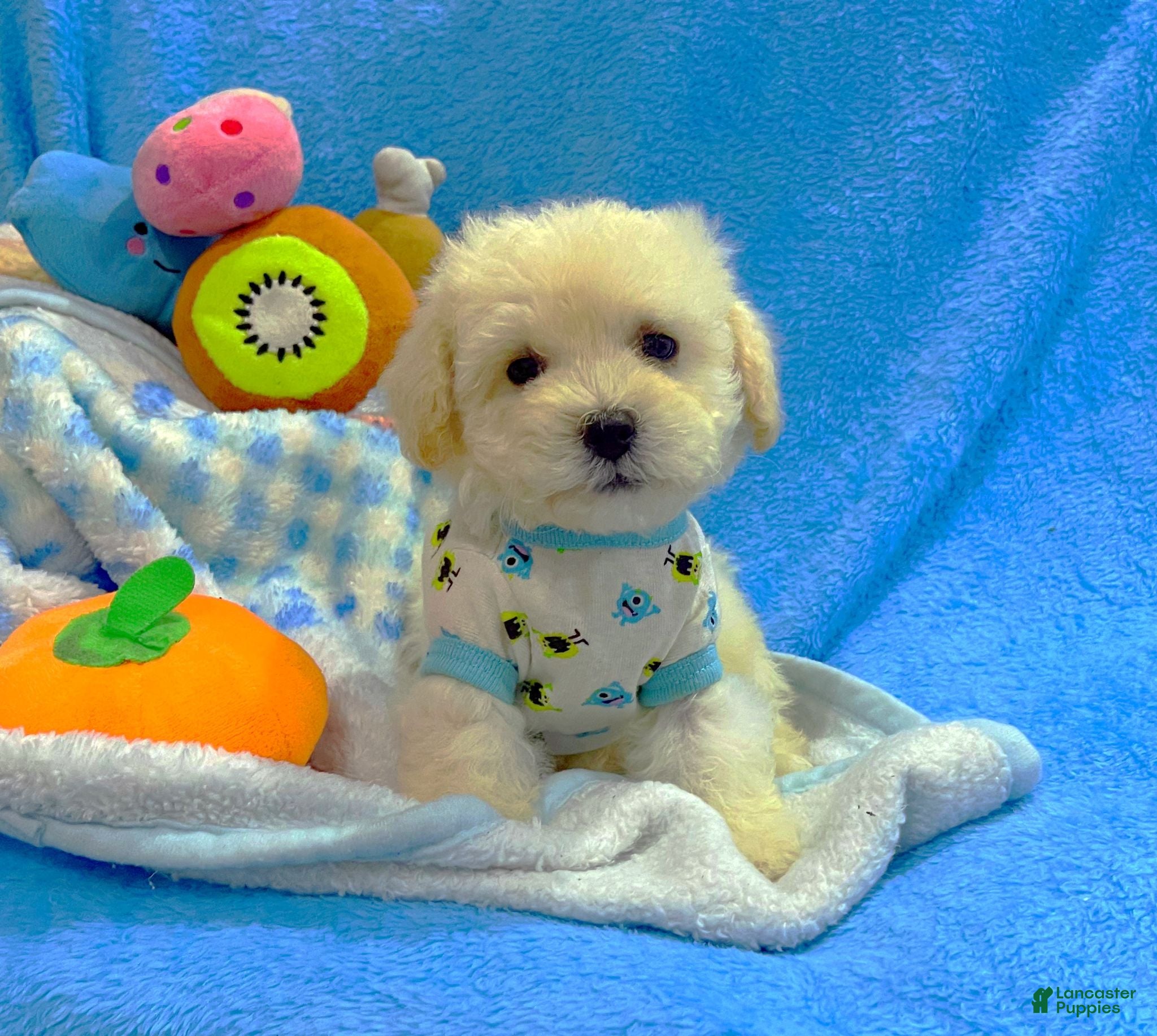 Maltese dogs Alexander the Great - Ad 1