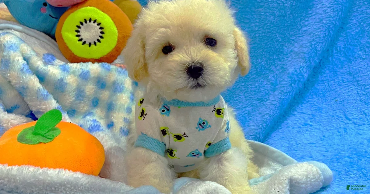 Alexander the Great Maltese for sale in Houston | Lancaster Puppies