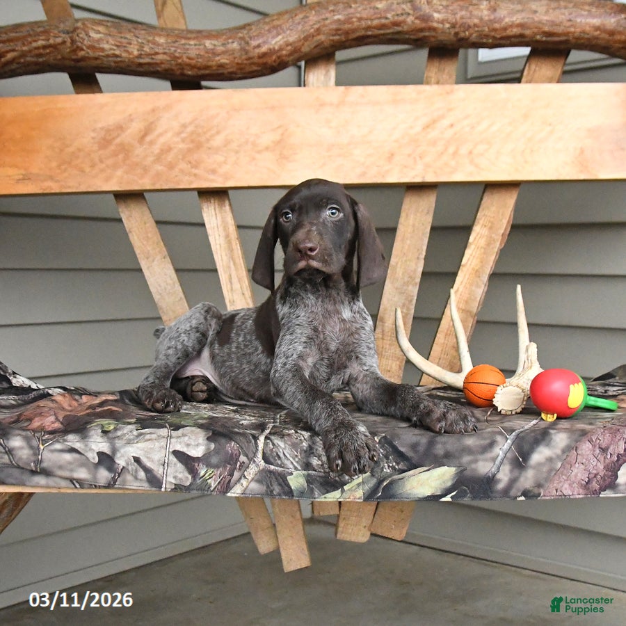 German Shorthaired Pointer dogs Winchester - Ad 2