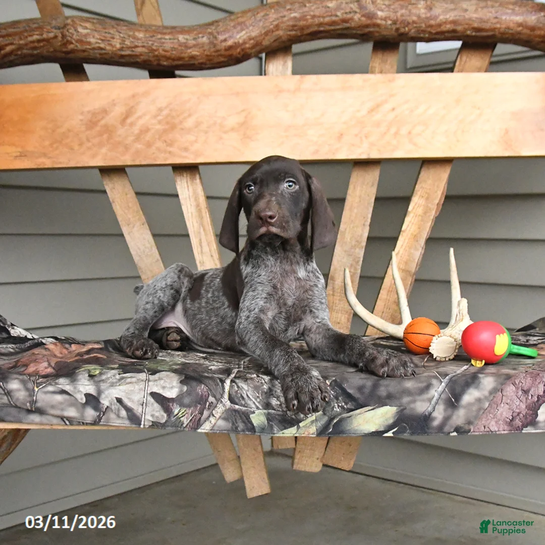 German Shorthaired Pointer dogs for sale: Winchester - Ad 2