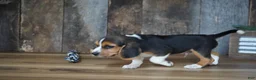 Beagle dogs for sale: Brett - Ad 16