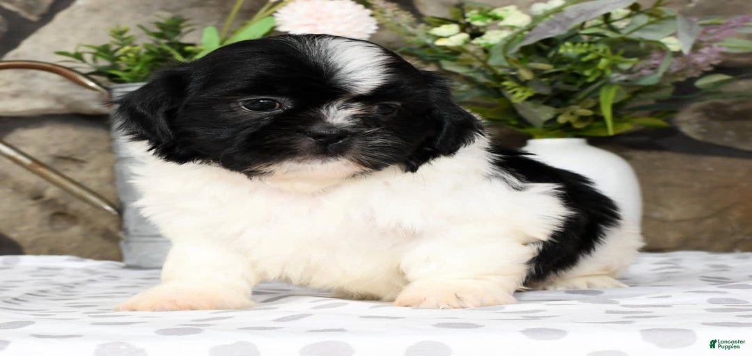 Gallery Image {{count}}