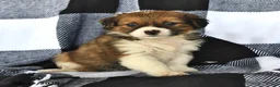 Mixed Breed dogs for sale: Willow - Ad 1